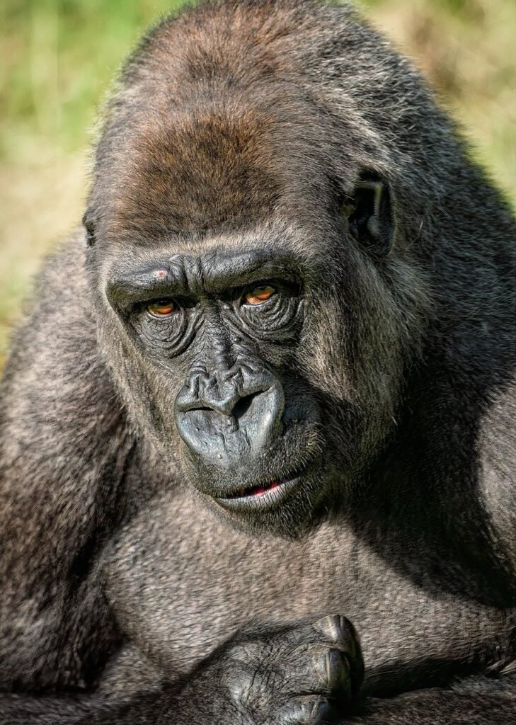 gorilla, ape, primate-8381492.jpg